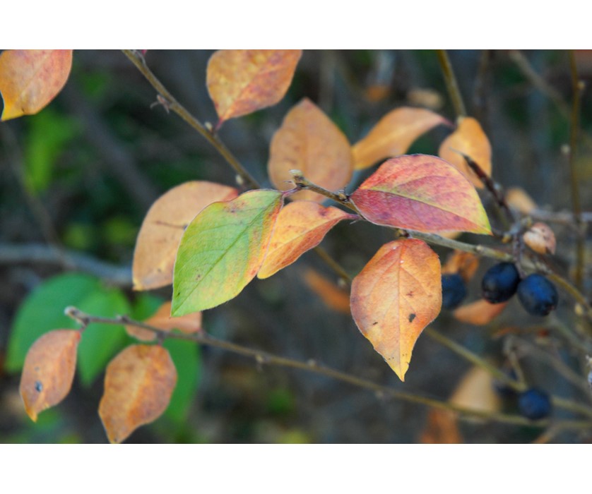 Peking Cotoneaster